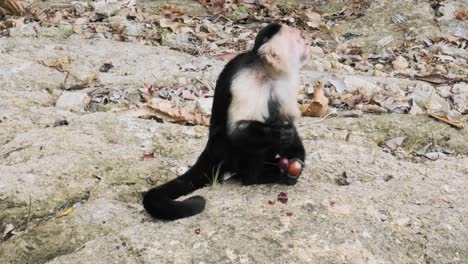 cute white faced capuchin monkey eating a grape