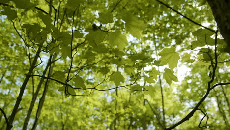 Ahornblätter-Wehen-Sanft-Im-Wind