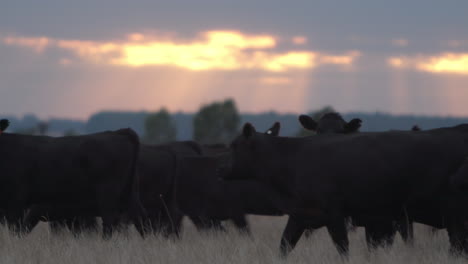 herd of black bovine cows moving as rain approaches in the distance