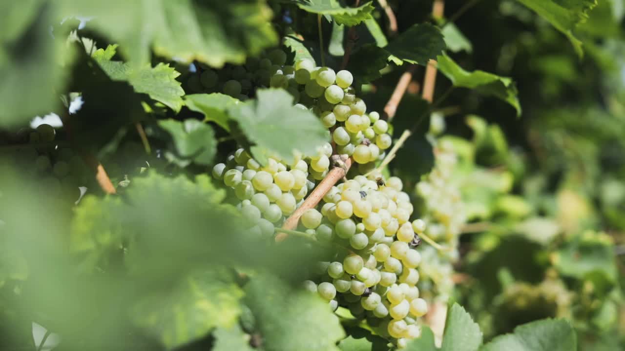 Changing focus from a grape to a long vineyard. Italy, sunny day