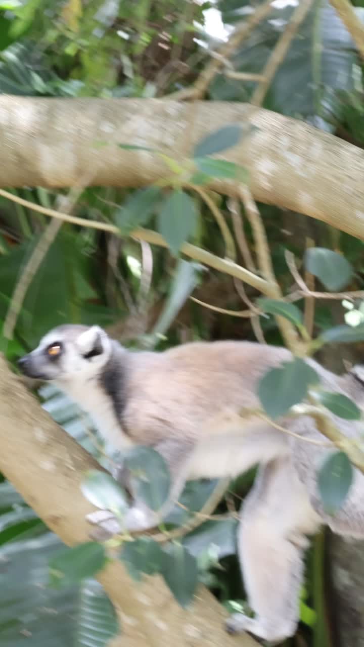 el lémur navegando a través de las densas ramas de los árboles