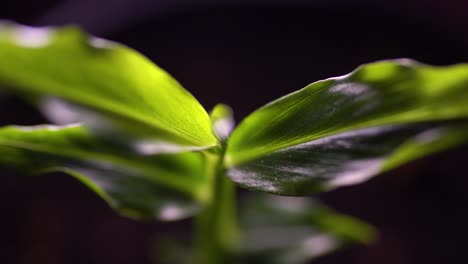 ginger plant growing indoors