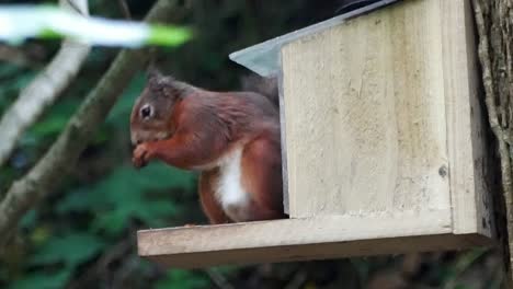 ardilla roja arbustiva subiendo a la caja de alimentación del bosque comiendo nueces y semillas