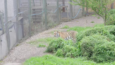 el tigre siberiano en un recinto se pone de pie y mira fijamente antes de alejarse