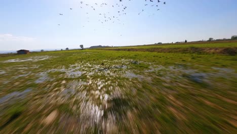 FPV-aerial-flying-fast-over-farm-fields-as-a-flock-of-storks-soars-through-the-bright,-blue-sky