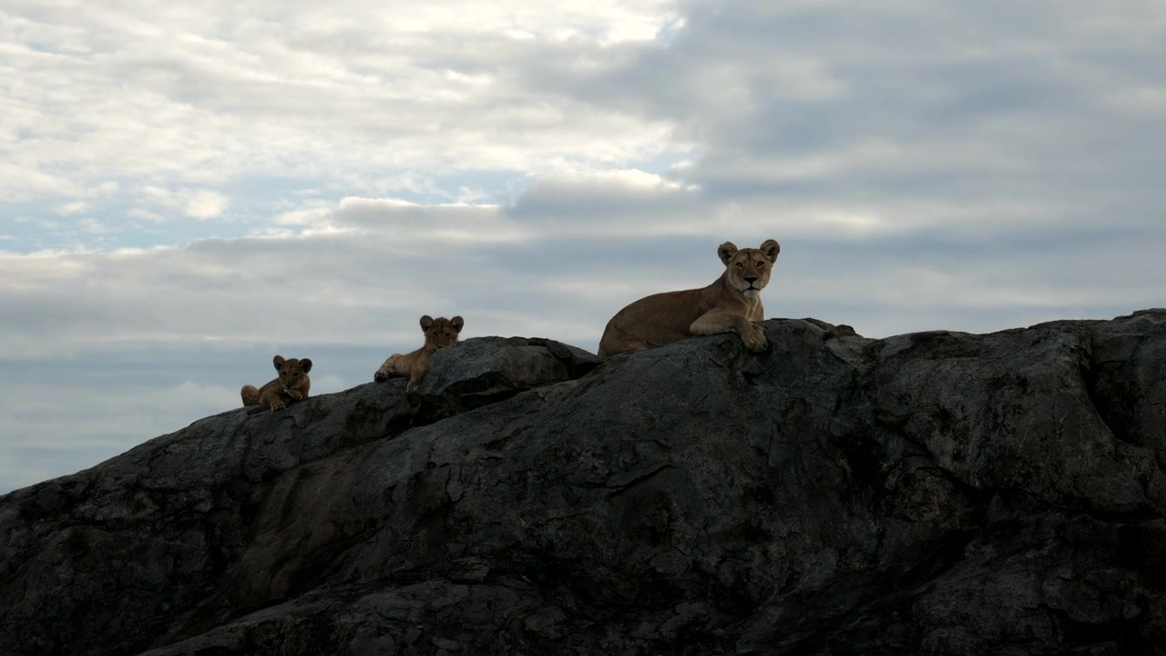 Baby lion with lioness mum resting on a early morning