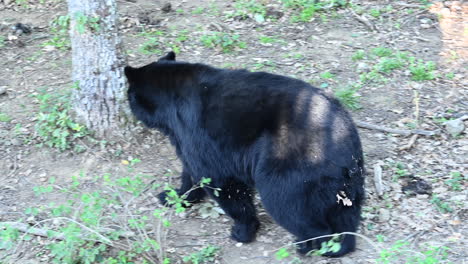 Un-Oso-Negro-Camina-Sobre-Un-Terreno-Forestal,-Suciedad,-Hojas-Y-Arbustos