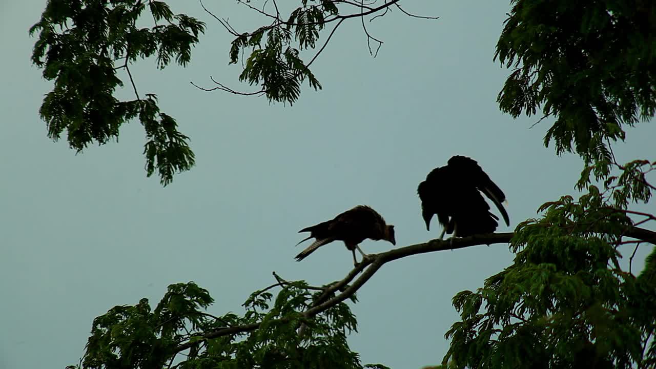 북쪽 볏 카라카라가 나뭇가지에 있는 독수리를 위협하려고 합니다.