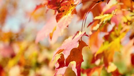 Hermosas-Hojas-De-Otoño-De-Color-Rojo-Oscuro-Y-Amarillo-Con-Un-Fondo-De-Cielo-Azul-Soplan-Pacíficamente-En-El-Viento