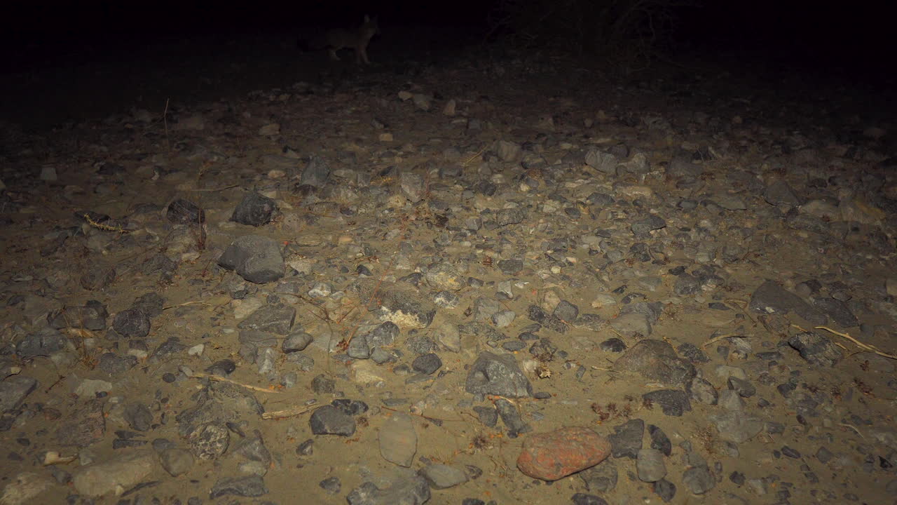 수줍은 사막여우는 도망치고 돌아와서 카메라를 쳐다본다 저녁