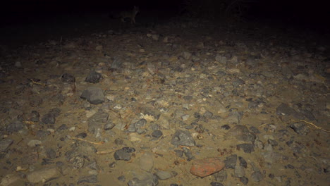 El-Tímido-Zorro-Del-Desierto-Se-Escapa,-Regresa-Y-Mira-La-Cámara,-Por-La-Noche