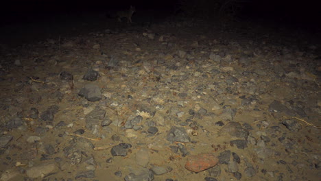 shy desert fox runs away, comes back and looks at camera, evening