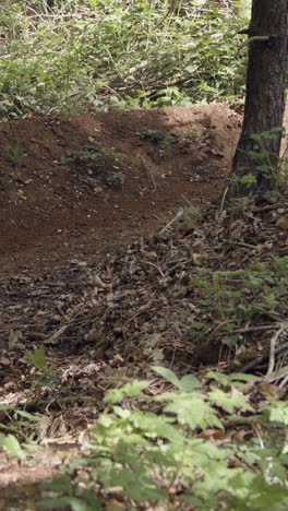 video vertical de un hombre en bicicleta de montaña ciclando a lo largo de un sendero de tierra a través del bosque 8