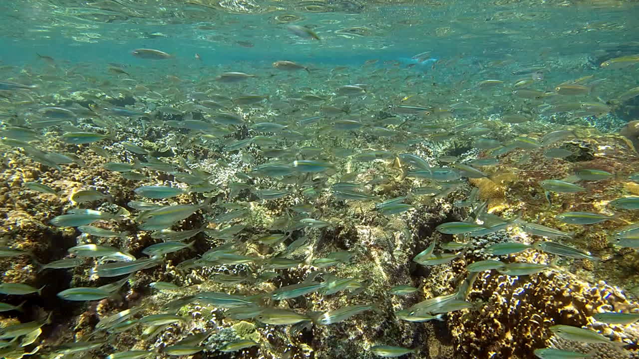 nos sumergimos para aprender una forma diferente de vida