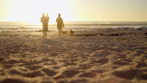 Family-with-their-dogs-having-fun-in-the-beach-4k