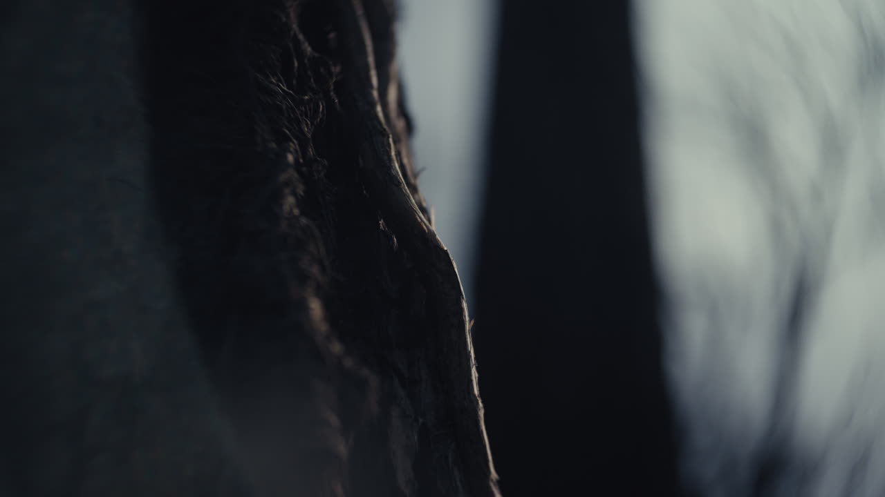 крупный план коры дерева