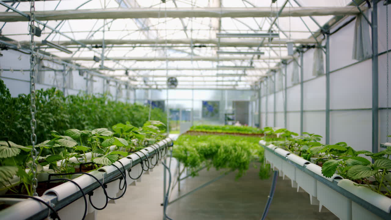 Diverse greenery grown with the Hydroponic method in a greenhouse