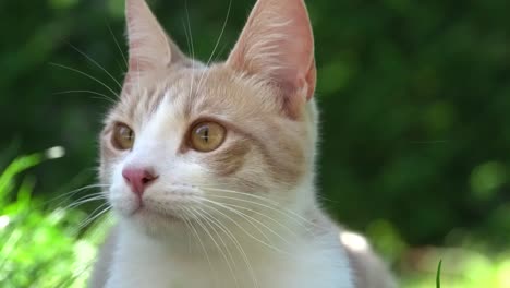 close up portrait of a beautiful red white cat with green eyes checking the area
