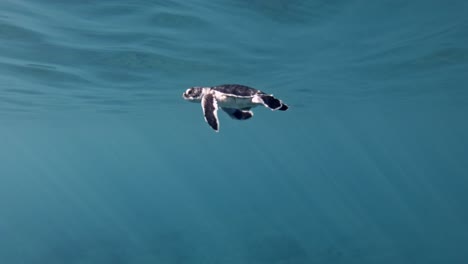 Tortuga-Marina-Recién-Nacida-Comienza-A-Sumergirse-Bajo-El-Agua