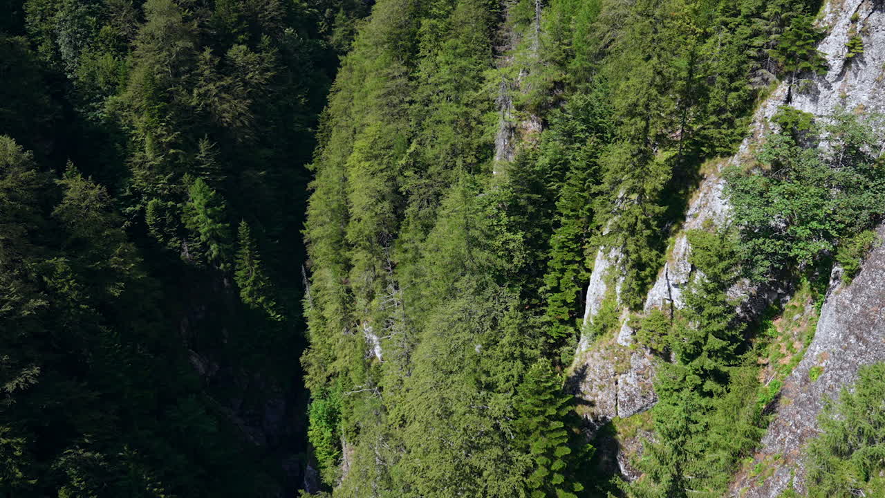 Amazing pine tree woods covering the unapproachable cliff rocks. Footage over the huge gulch in the mountains of Busteni, Romania