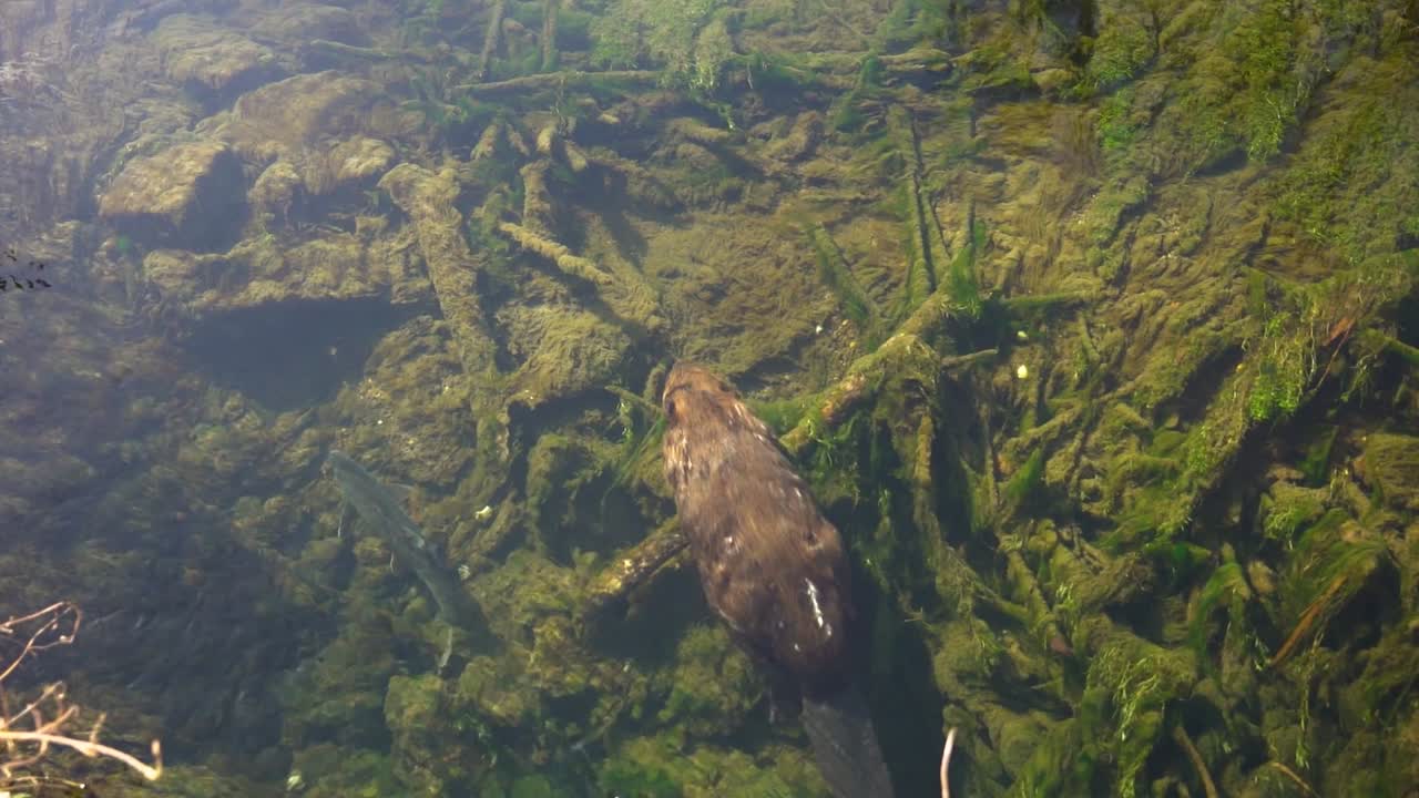 Beaver swimming upstream in a national park in Germany