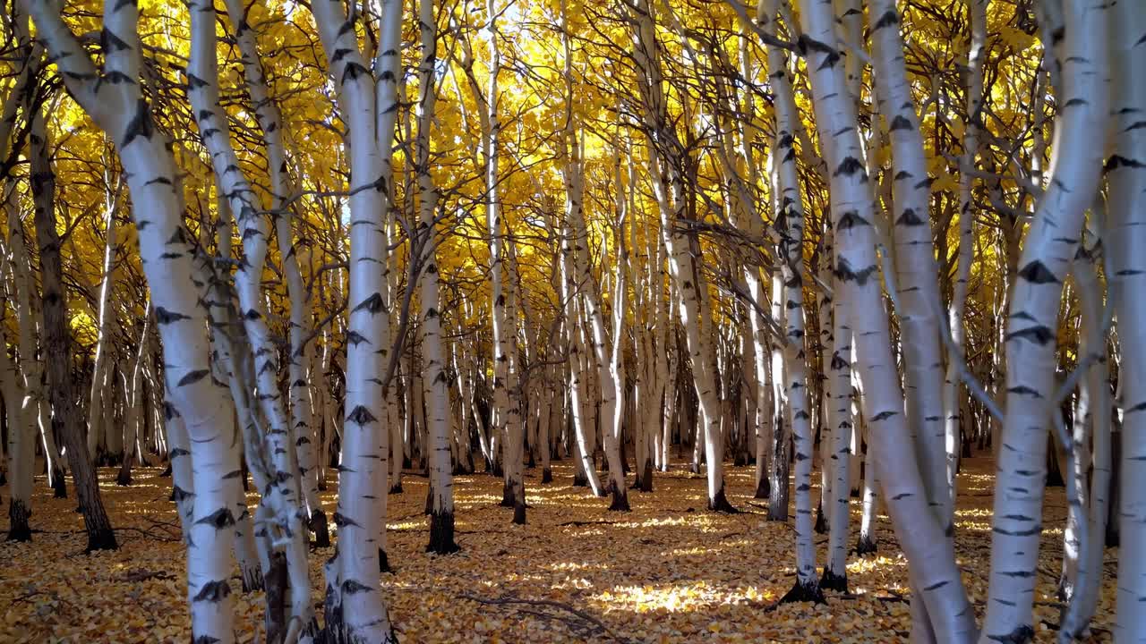 A serene forest scene with golden leaves and white birch trees, captured at eye level