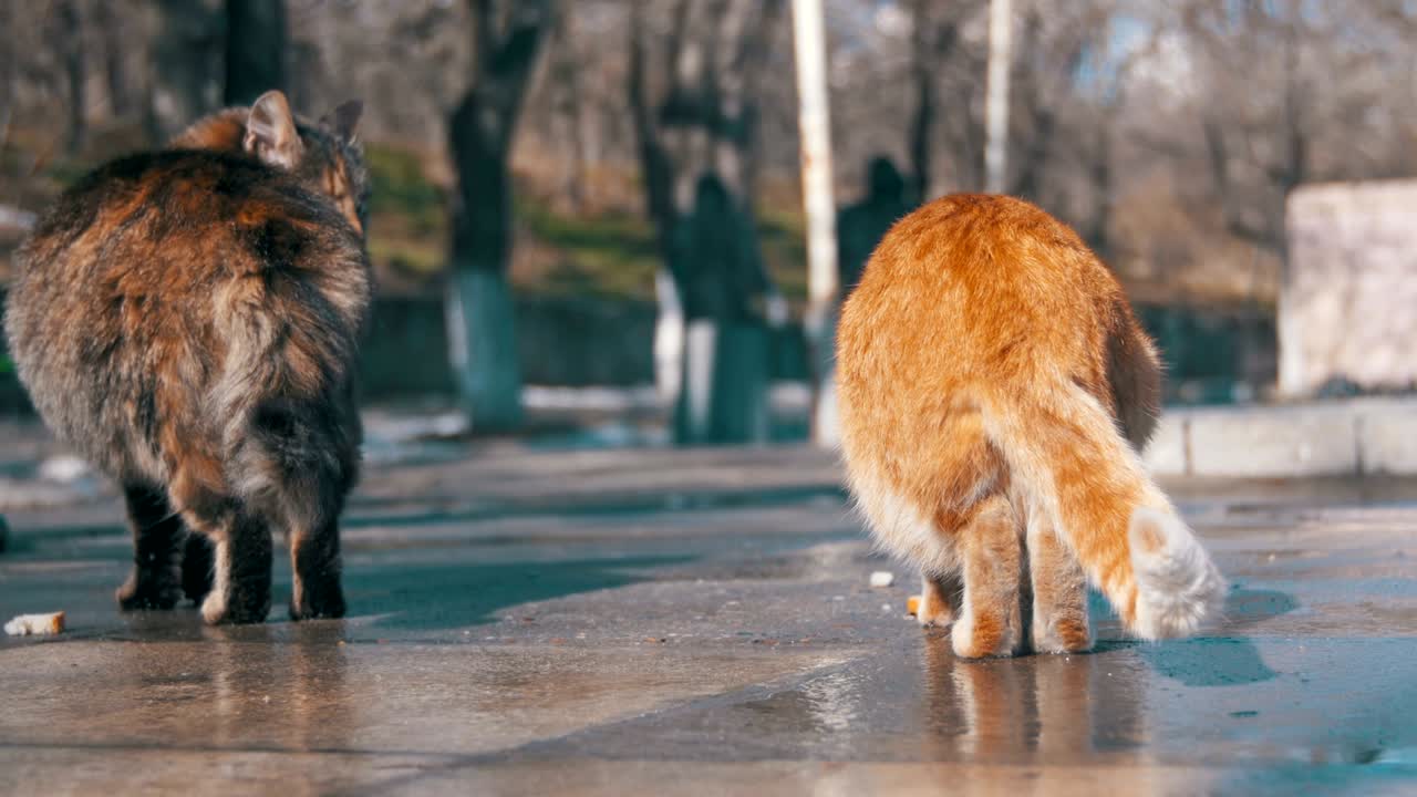 길거리에서 노숙자 고양이들이 봄 초에 을 먹습니다.