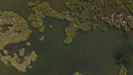 Flamingos-seen-from-above-in-the-shallow-water-of-a-lagoon-savannah