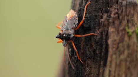 forest bug or red-legged shieldbug (pentatoma rufipes) is a species of shield bug in the family pentatomidae, commonly found in most of europe. it inhabits forests, woodlands, orchards, and gardens