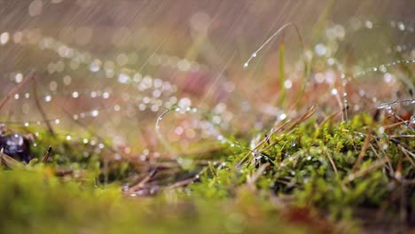 abstract blurred background of summer rain in sunny forest close-up. nature background.