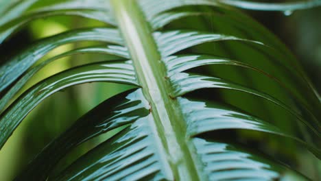 Inclinación-Hacia-Arriba-De-La-Lluvia-Que-Cae-Por-La-Hoja-De-Plátano-En-La-Selva-Tropical