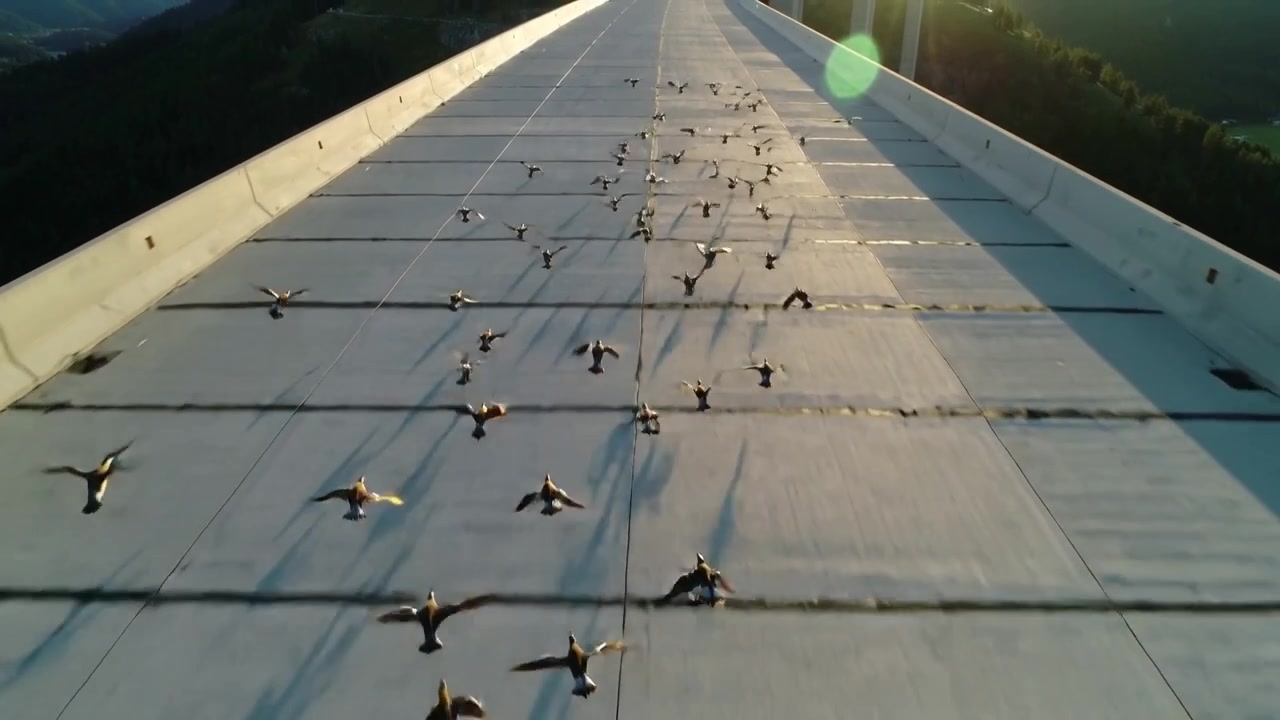 Vliegende zwerm eenden scheert over een hellende betonnen overspanning terwijl een dronecamera vooruit beweegt, de zwerm verspreidt zich.