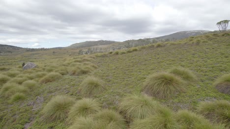 buttongrass - especie de planta baja, que forma tussock en las mesetas alpinas de la montaña de la cuna en tasmania