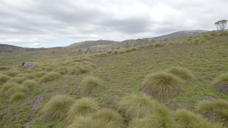 buttongrass - low-lying, tussock-forming plant species on the alpine plateaus of cradle mountain in tasmania