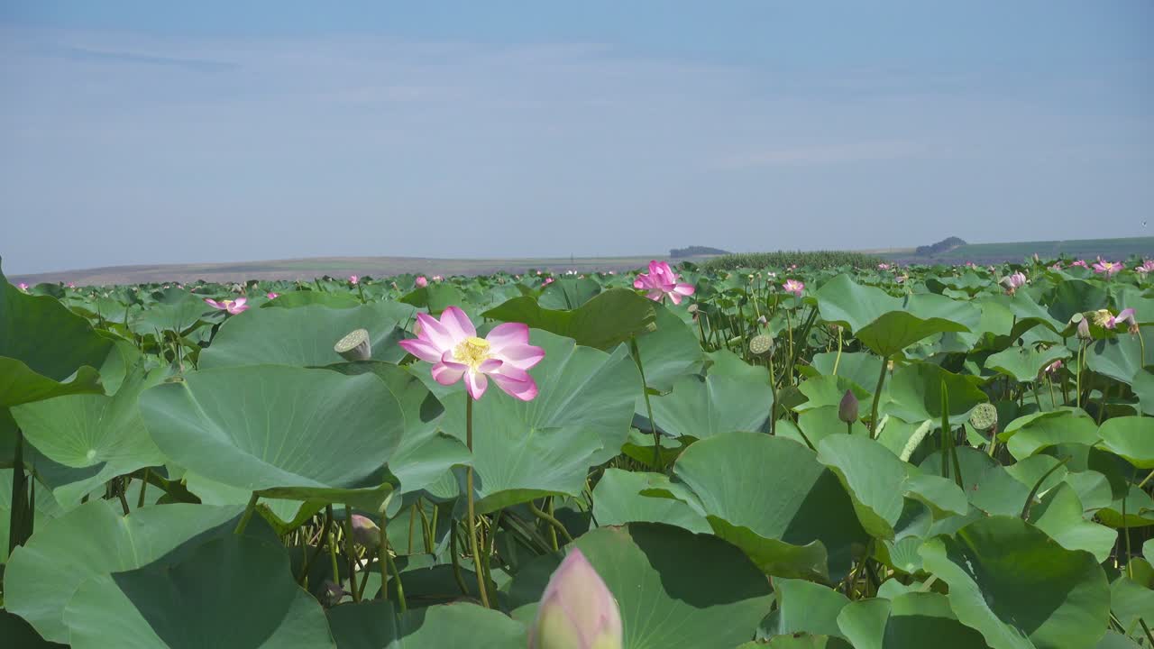 호수 에 꽃 이 피는 로터스 꽃 의 덤불