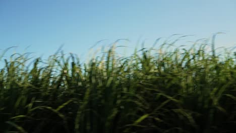 South-African-sugar-cane-on-a-warm-afternoon