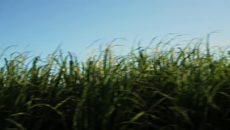caña de azúcar sudafricana en una tarde calurosa