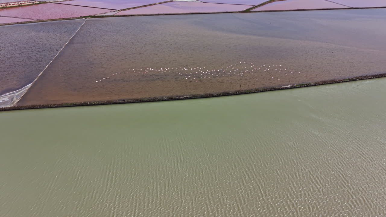 Flock of flamingos gathering near water in a large area surrounded by land and salt flats during the day
