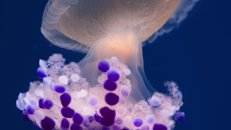 fried egg jellyfish undulating