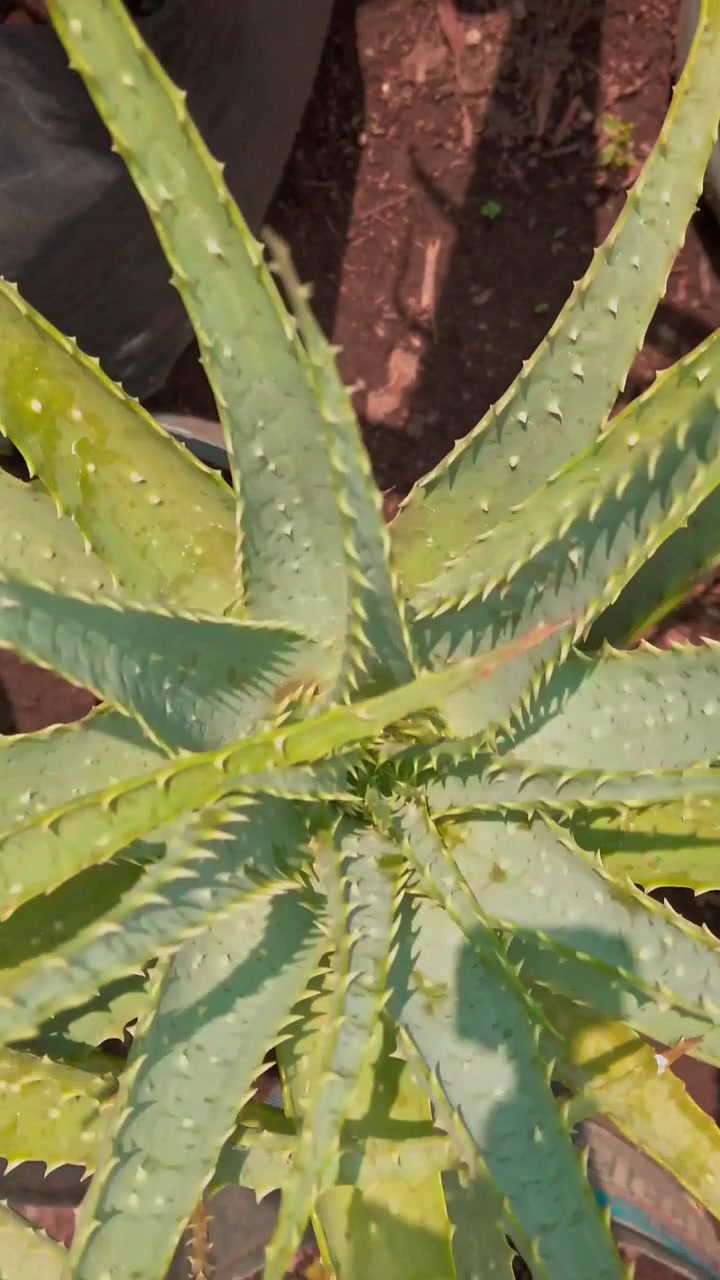 Detailní panoramatický záběr rostliny aloe vera se špičatými zelenými listy, zubatými okraji a texturovaným povrchem, rostoucí na slunci s přirozenými stíny.
