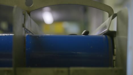 Mussels-falling-of-a-blue-conveyor-belt-inside-a-fish-factory-in-slowmotion