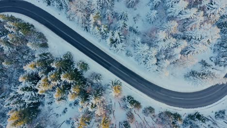 top down view of winding winter road with pine forest