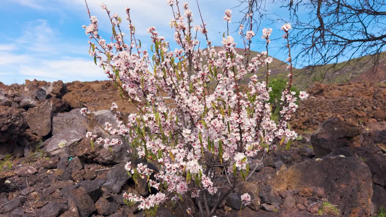 Mandorli in fiore a Tenerife, una dolce brezza li attraversa