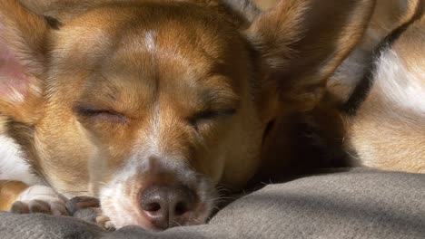 sleeping dog in the sun light