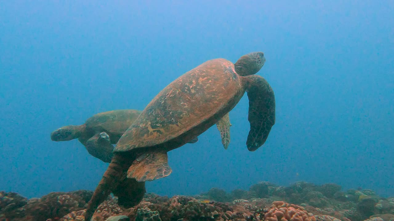 2 зеленых морских черепахи спокойно плавают на очистной станции в бирюзовом синем океане