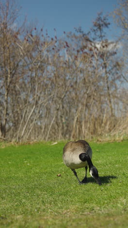 vertical view of canada goose pecking on green grass ground. close-up shot