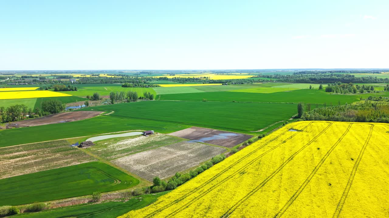 Blooming rapeseed fields in full bloom, green landscape backdrop, aerial view