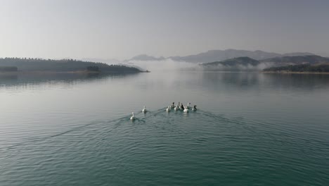 Entenfamilie,-Die-Auf-Teich-In-Ruhiger-Naturszene-Schwimmt