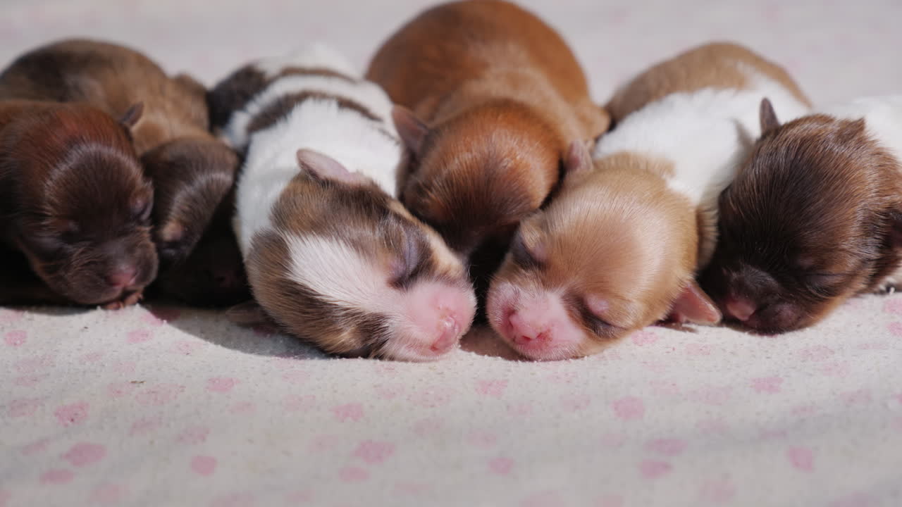 귀여운 신생아 강아지의 쓰레기 02