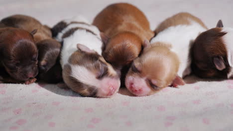 camada de lindos cachorros recién nacidos 02
